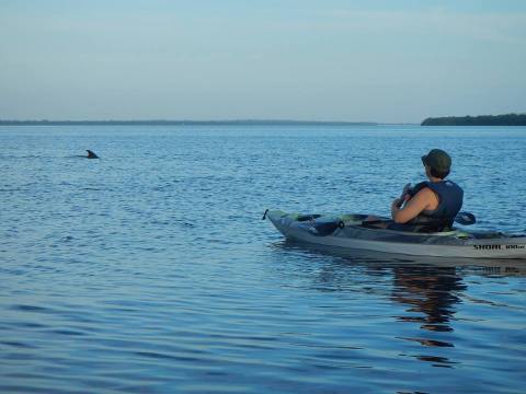 Paddle With Dolphins On This One-Of-A-Kind Kayak Tour In Florida