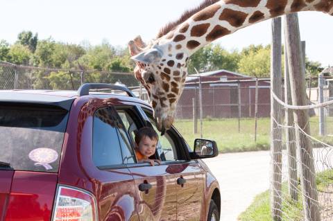 Adventure Awaits At This Drive-Thru Safari Park Near Cleveland