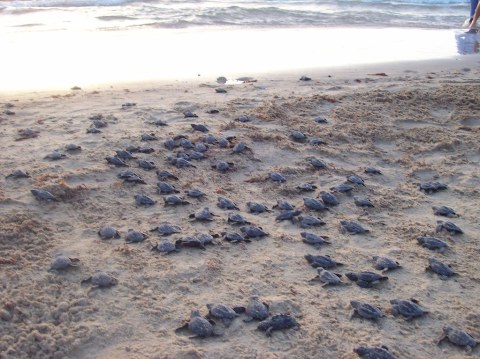 You Can Watch Baby Sea Turtles Hatch All Summer Long On This Texas Beach