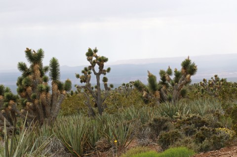 The Stunning Utah National Natural Landmark You've Never Heard Of