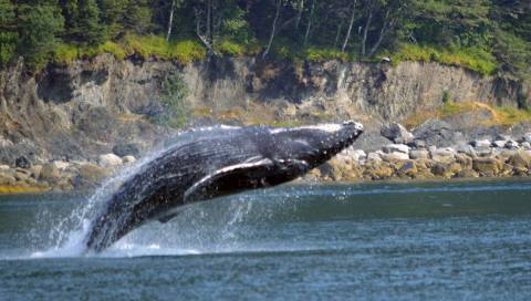 Paddle With Humpback Whales On This One-Of-A-Kind Kayak Tour In Alaska