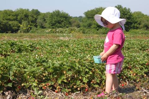 You’ll Have Loads Of Fun At These 8 Pick-Your-Own Fruit Farms In Rhode Island