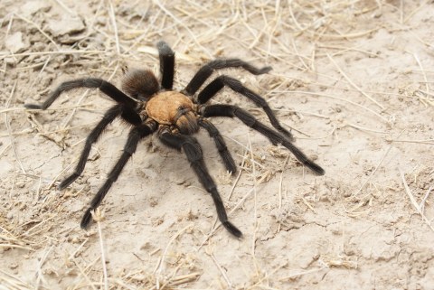 Giant Tarantulas Are Invading Texas By The Thousands This Summer