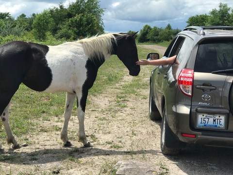 The Wild Horse Tour In Kentucky That Shows Off The Beauty Of This Area Of The State