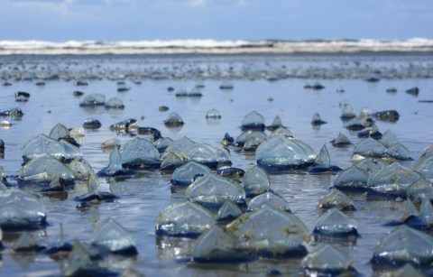 Oregon's Blue Tide Happens Just Once A Year And You Don't Want To Miss It