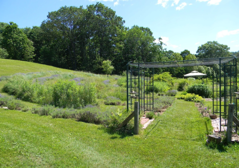 Get Lost In A Blooming Labyrinth On This Lavender Farm In Massachusetts