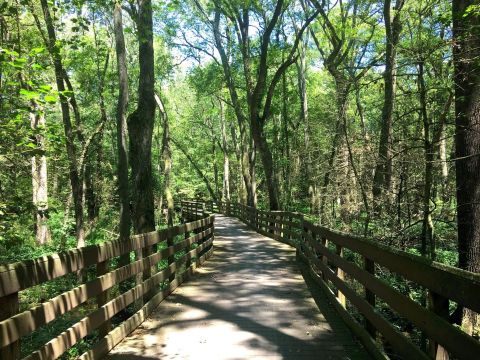 This 5-Mile Hike In Delaware Takes You Through An Enchanting Forest