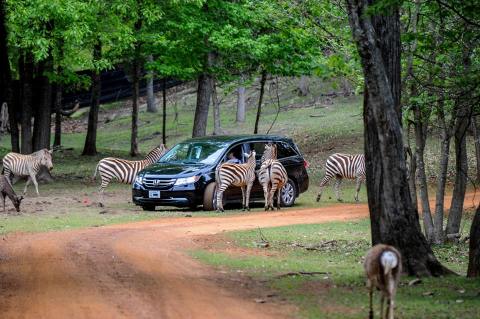 Adventure Awaits At This Drive-Thru Safari Park In Texas