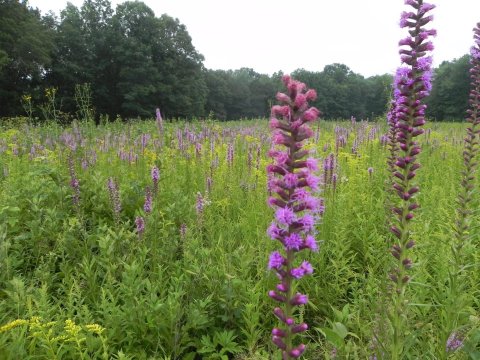 This Pittsburgh Trail Is Brimming With Wildflowers And Now Is The Best Time To Hike It