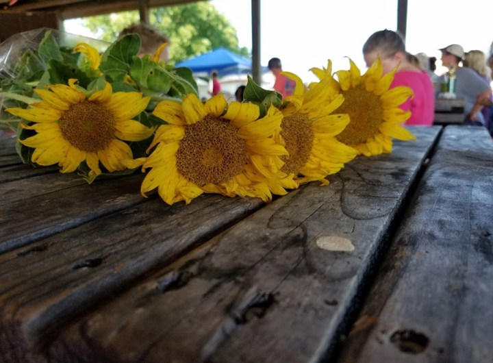 u-pick sunflowers in south carolina