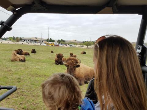 Watch Hundreds Of Buffalo Roam At This Beautiful 210-Acre Park In Mississippi