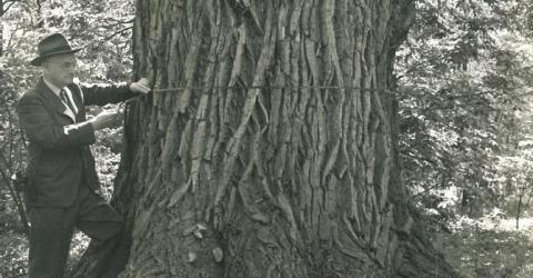 There’s No Other Historical Landmark In Cleveland Quite Like These 200-Year-Old Trees