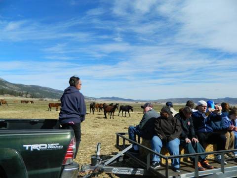 The Wild Horse Tour That Shows Off The True Beauty Of Nevada