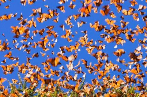 The Butterfly Release Near Pittsburgh That Will Add A Touch Of Magic To Your Summer