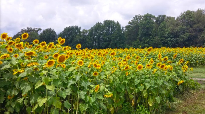 u-pick sunflowers in south carolina