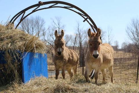 The Small Town Petting Zoo In Iowa That's Worthy Of A Road Trip