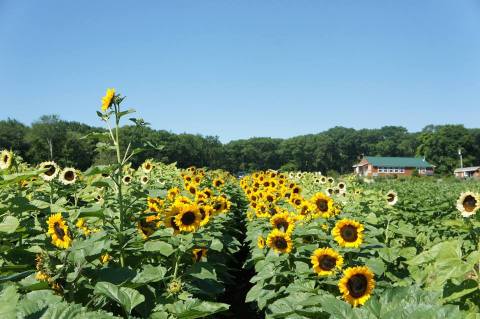 Pick Your Own Sunflowers At This Charming Farm Hiding In Rhode Island