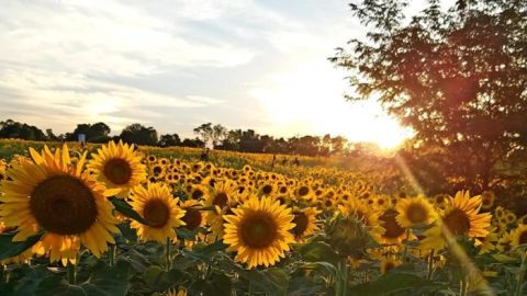 5 Magical Places Around Cincinnati Where You Can Walk Amongst The Sunflowers