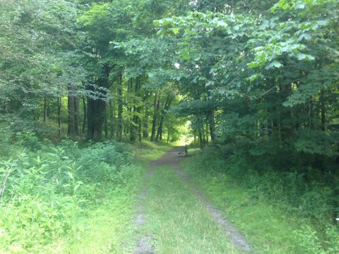 This 4-Mile Hike Near Pittsburgh Takes You Through An Enchanting Forest