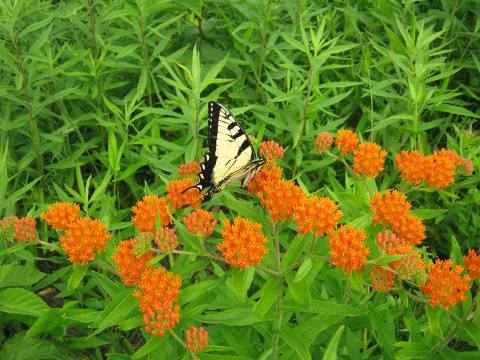 This Pennsylvania Trail Is Brimming With Wildflowers And Now Is The Best Time To Hike It