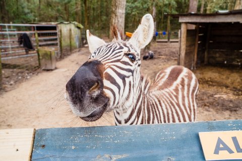 You'll Want To Spend More Time At This Little Known Honey Farm And Zoo In South Carolina