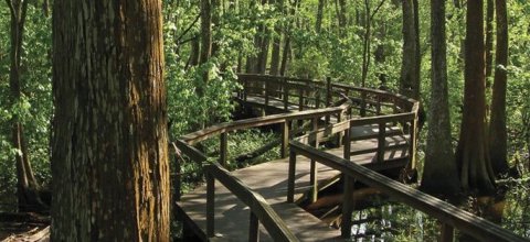 The Beautiful Bridge Hike In Louisiana That Will Completely Mesmerize You