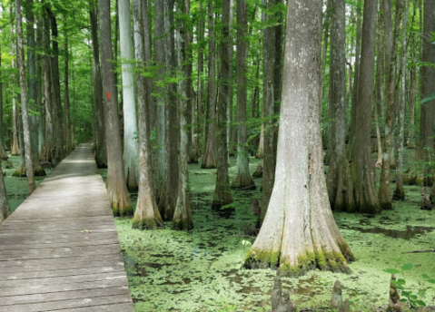 The Largest State Park In Louisiana Is Also Home To A Beautiful Boardwalk Trail