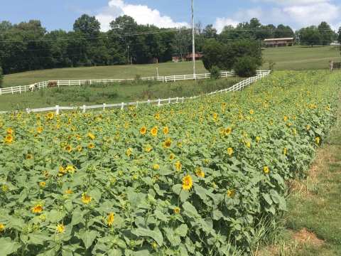 This Tennessee Trail Is Brimming With Wildflowers And Now Is The Best Time To Hike It