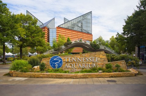 You Can Pet A Shark During Shark Week At The Tennessee Aquarium