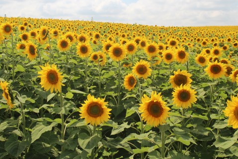 This Upcoming Sunflower Festival In Maryland Will Make Your Summer Complete