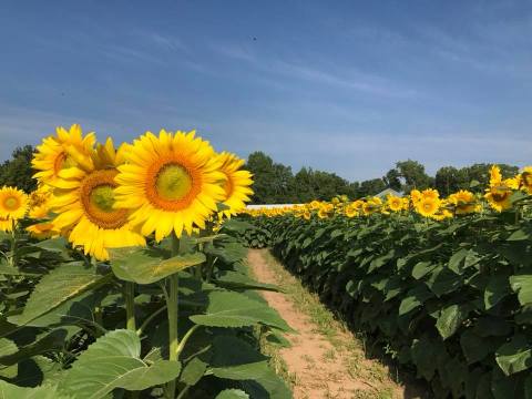 This Sunflower Maze Is One Of The Most Underrated And Beautiful Places In Illinois