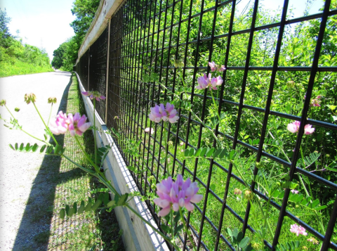 This Trail Near Detroit Is Brimming With Wildflowers And Now Is The Best Time To Hike It