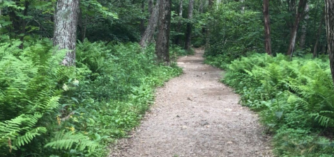 This 3-Mile Hike In Virginia Takes You Through An Enchanting Forest