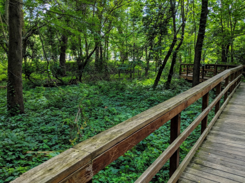 This 2-Mile Hike Near Buffalo Takes You Through An Enchanting Forest