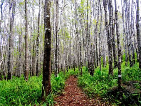 The Forest Trail In Hawaii That Will Transport You Far Away From The Islands