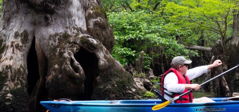 Most People Don't Know Some Of The Oldest Trees In The World Are Found In North Carolina