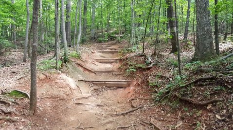 This 4-Mile Hike In Georgia Takes You Through An Enchanting Forest