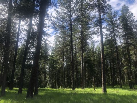 This 3-Mile Hike In Idaho Takes You Through An Enchanting Forest