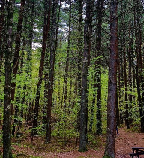 This 2-Mile Hike In Massachusetts Takes You Through An Enchanting Forest