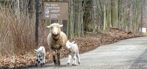 A Visit To This Lamb Farm Just Outside Of Cleveland Will Bring You Closer To Farm Life Than Ever Before