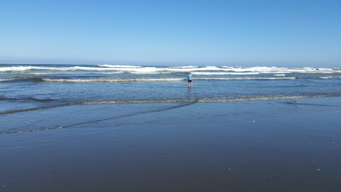 This Little Known Beach In Washington Is Perfect For Finding Loads Of Sand Dollars