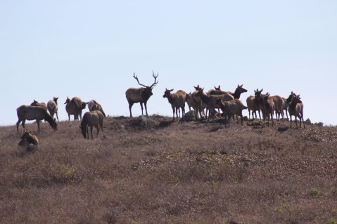 Watch Hundreds Of Elk Roam At This Beautiful 2,600 Acre Park In Northern California