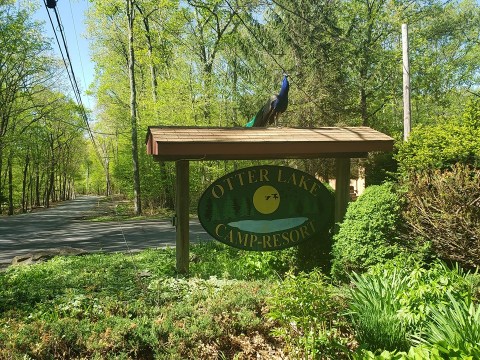 Get Away From It All At The Enchanting 300-Acre Otter Lake Camp Resort In Pennsylvania