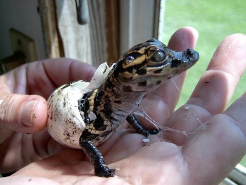 Visit The Unique Farm In Louisiana Where You Can Hold Baby Alligator Eggs While They Hatch