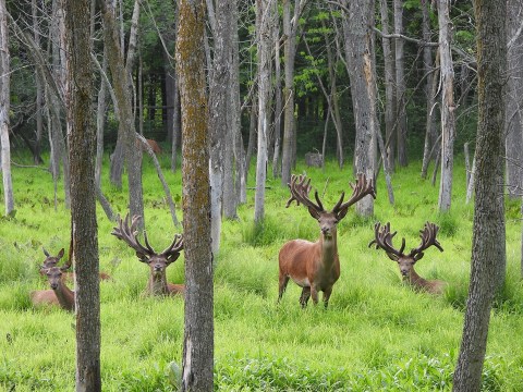 The Wisconsin Zoo That Offers 100 Acres Of Wildlife Excitement