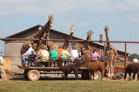 The Wagon Ride Through Lazy 5 Ranch, An Interactive Safari In North Carolina, Is A Fun Adventure