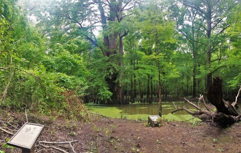 There’s No Other Historical Landmark In Arkansas Quite Like This 800-Year-Old Tree