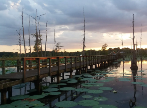 The Boardwalk Hike At Black Bayou Lake In Louisiana That Leads To Incredibly Scenic Views