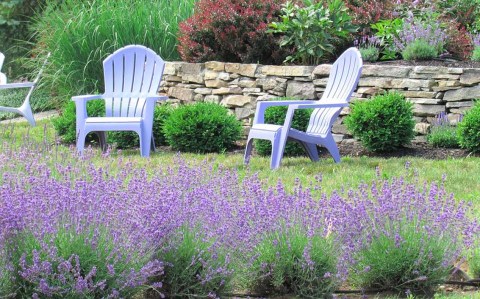 Get Lost In This Beautiful 300-Plant Lavender Farm In New Hampshire