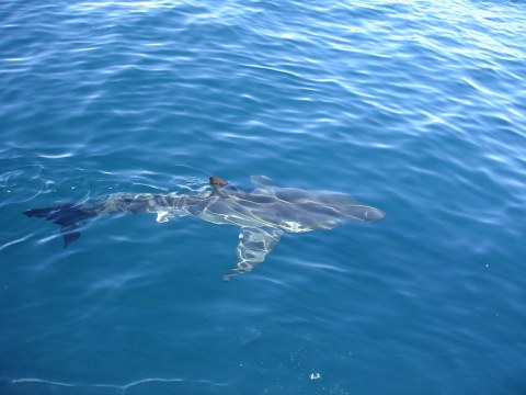 Great White Sharks Have Been Sighted All Along The Northern California Coast This Summer